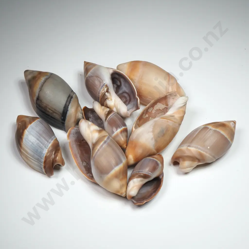 Olive Sea Shells (9) - 30mm to 50mm Image 1++