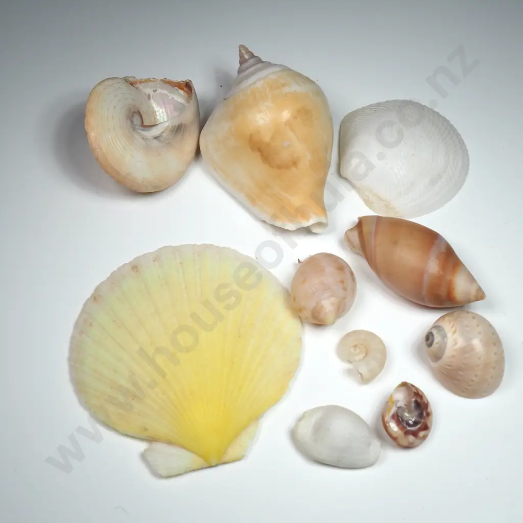 Collection of Various Sea Shells (10) - 15mm to 60mm Image 1++