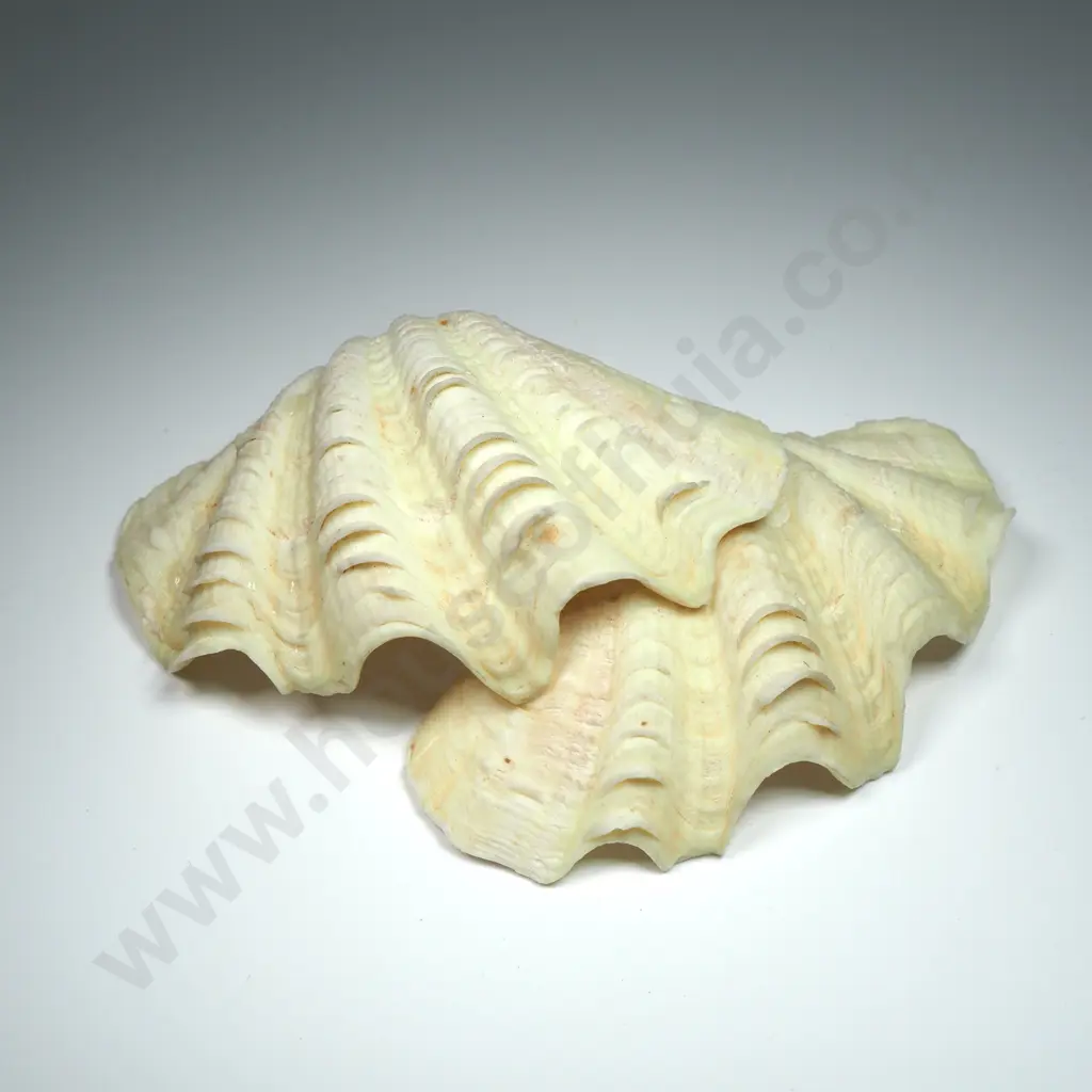 Lemon-Coloured Clam Shell - 90mm Image 1++