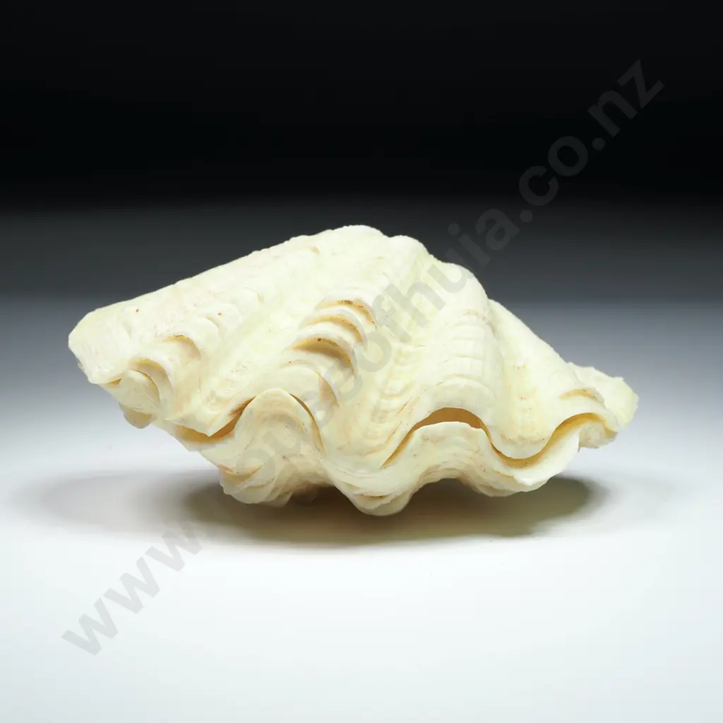 Lemon-Coloured Clam Shell - 90mm Image 1++