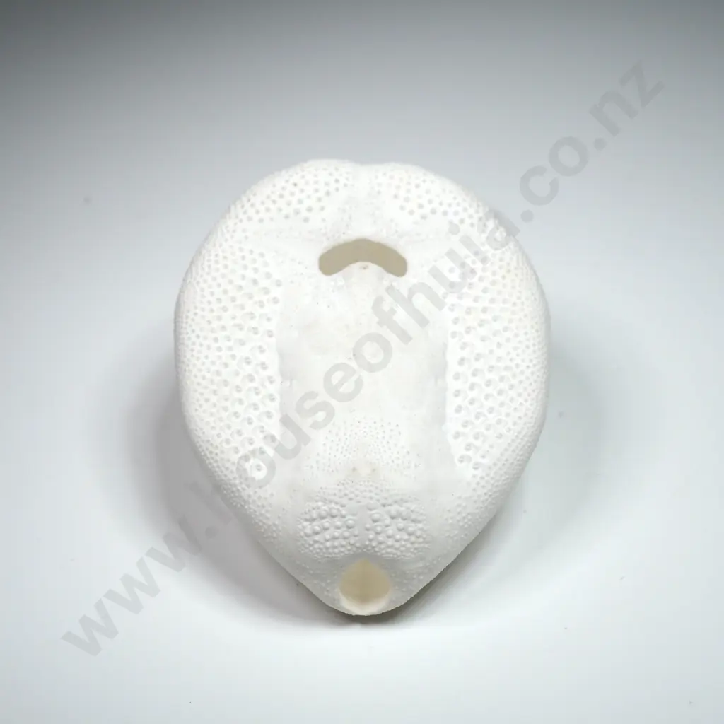Preserved Sea Urchin Shell - 60mm Image 1++