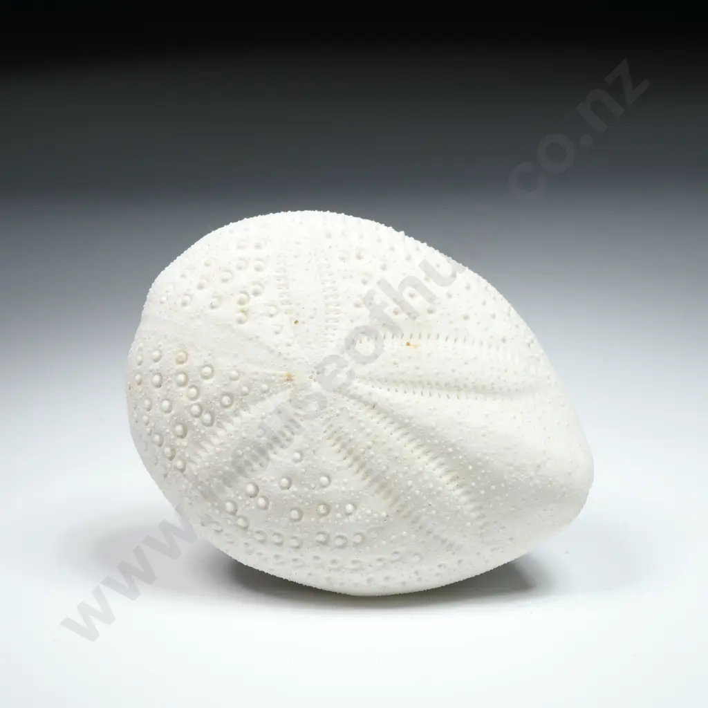 Preserved Sea Urchin Shell - 60mm Image 1++