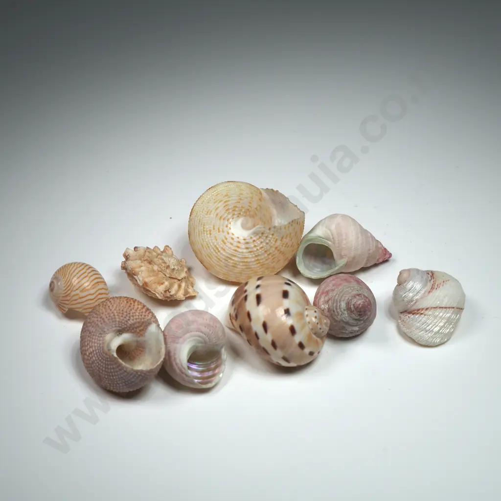 Collectible Various Sea Shells (9) - 20-30mm Image 1++