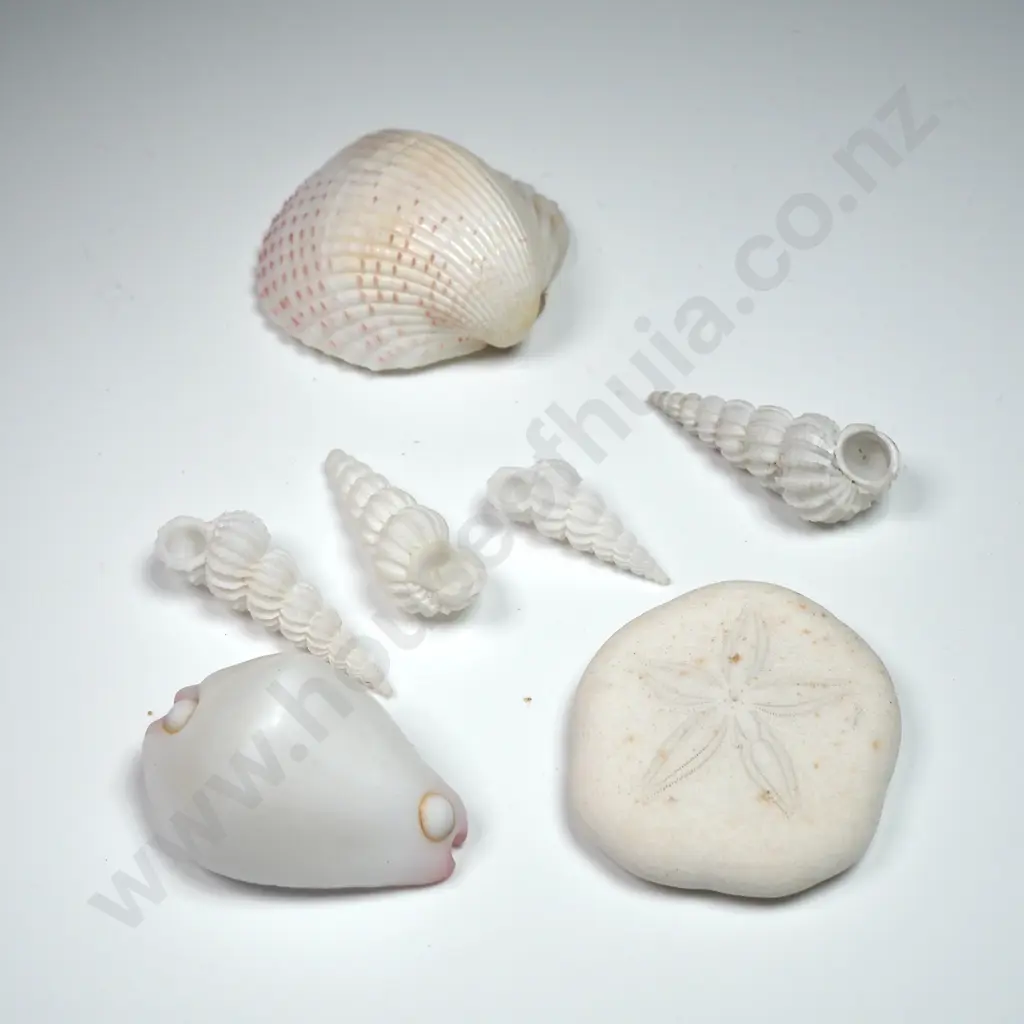 Assorted Seashells & a Sea Dollar - 20 to 30mm Image 1++