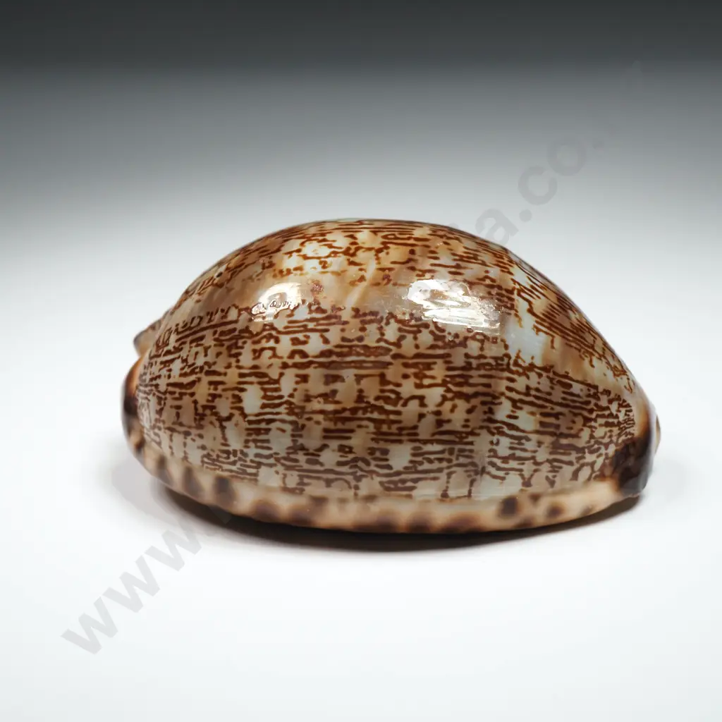 Arabian Cowry Shell - 60mm Image 1++