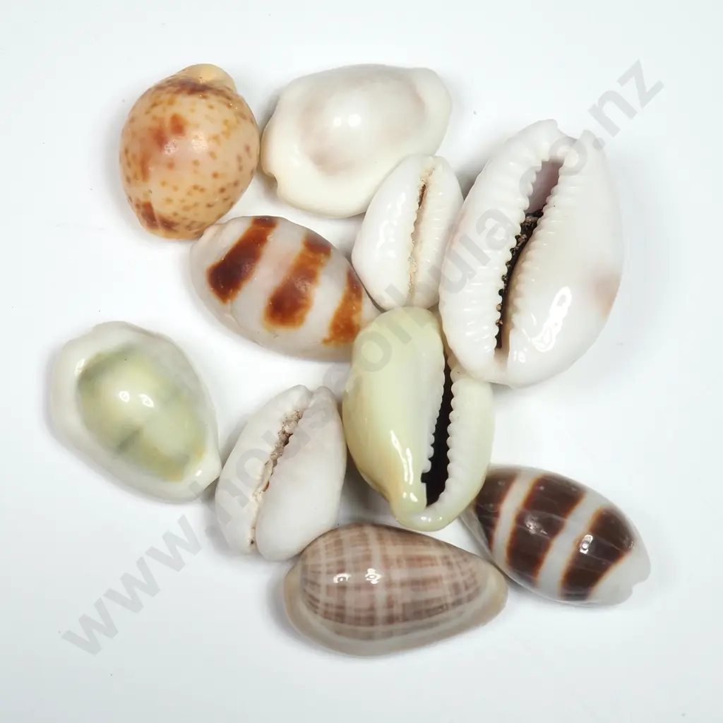 Assorted Cowrie Shells (10) - 10-20mm Image 1++