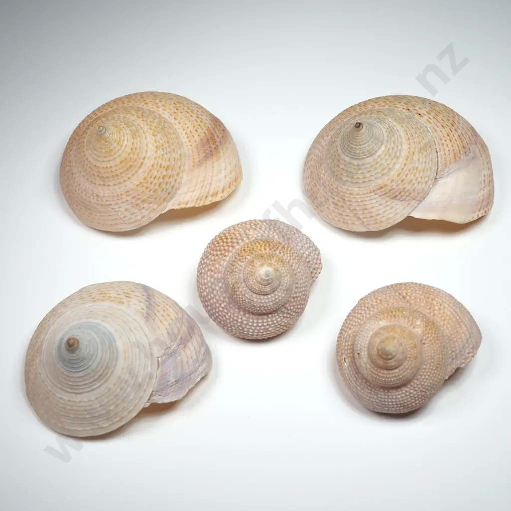 Collectible Conical Shape Sea Shells (5) - 30-50mm Image 1++