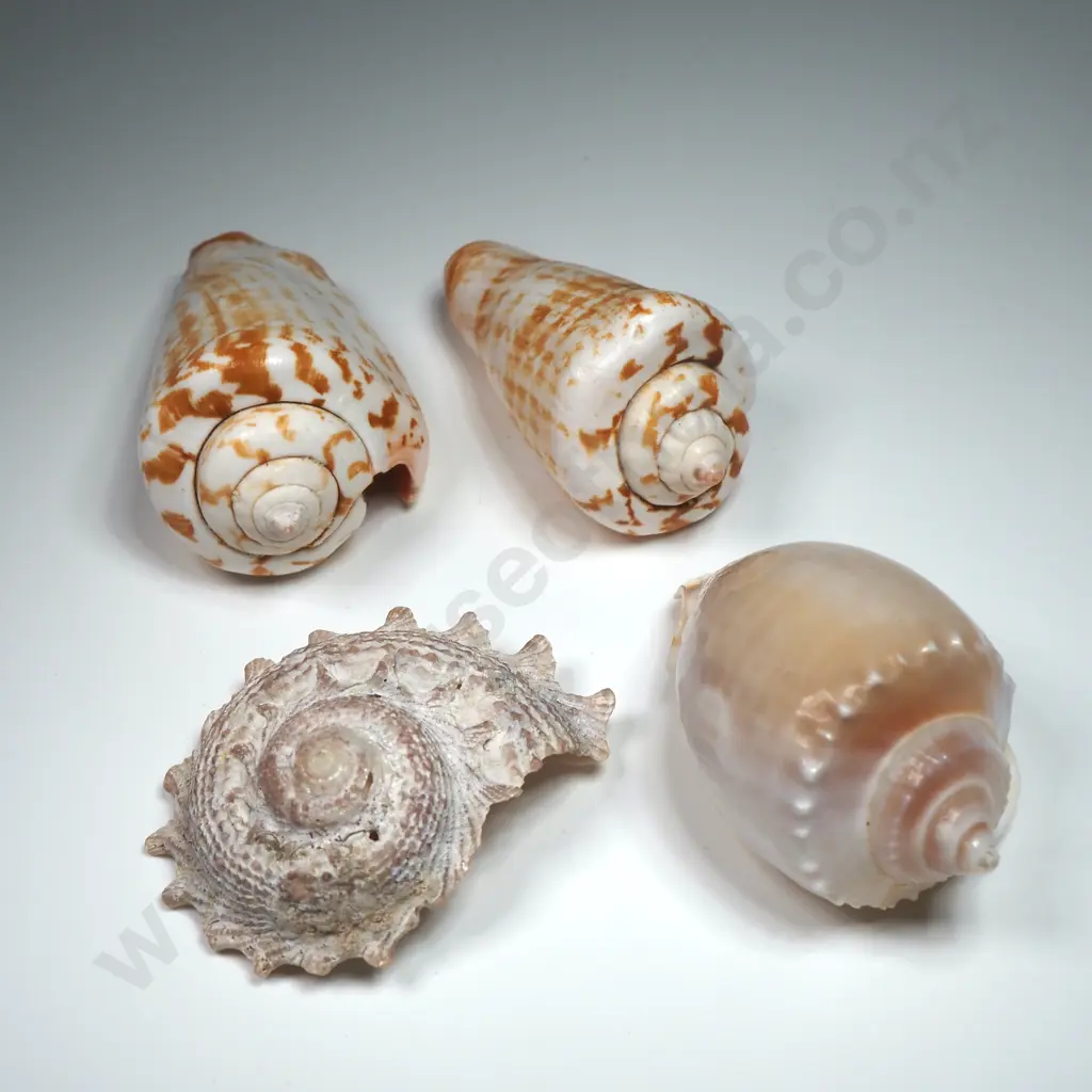 Collectible Natural Sea Shells (4) - 60-60mm Image 1++