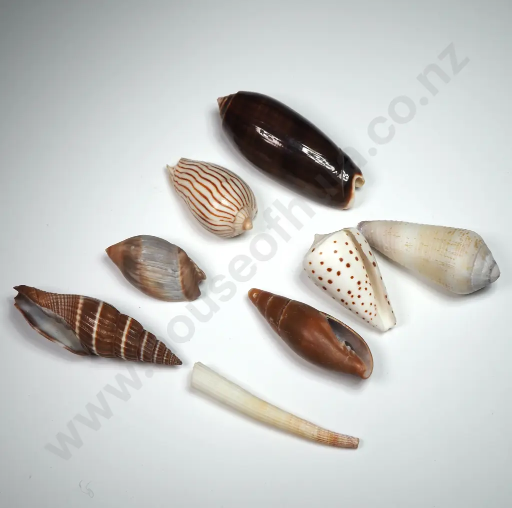 Assorted Miter Shells (8) - 30-50mm Image 1++