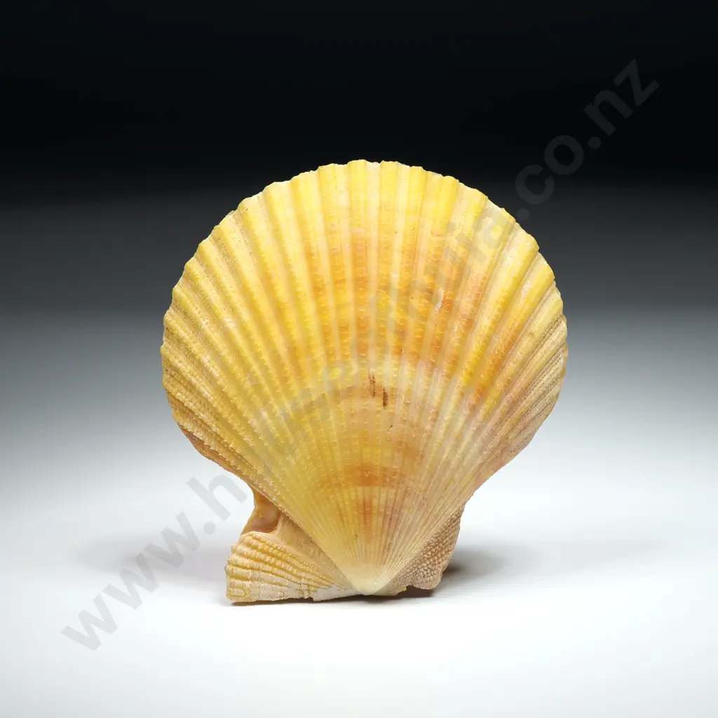 Yellow Scallop Shell - 80mm Image 1++