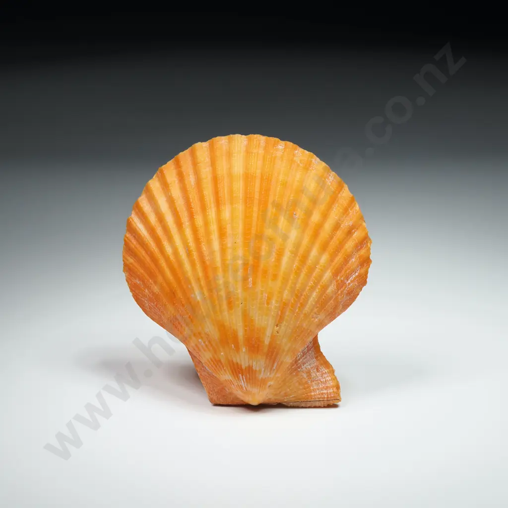 Orange Scallop Shell - 60mm Image 1++