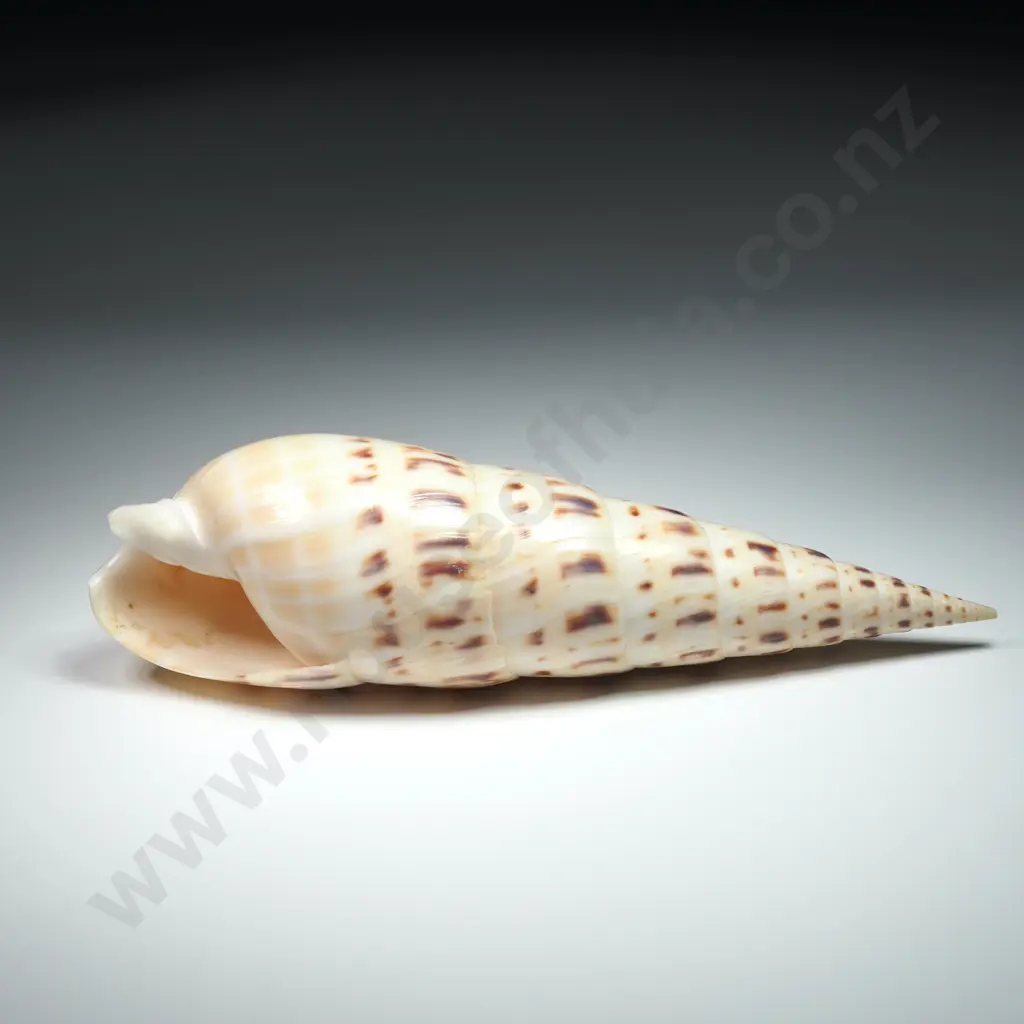 Marlinspike Auger Shell - 160mm Image 1++