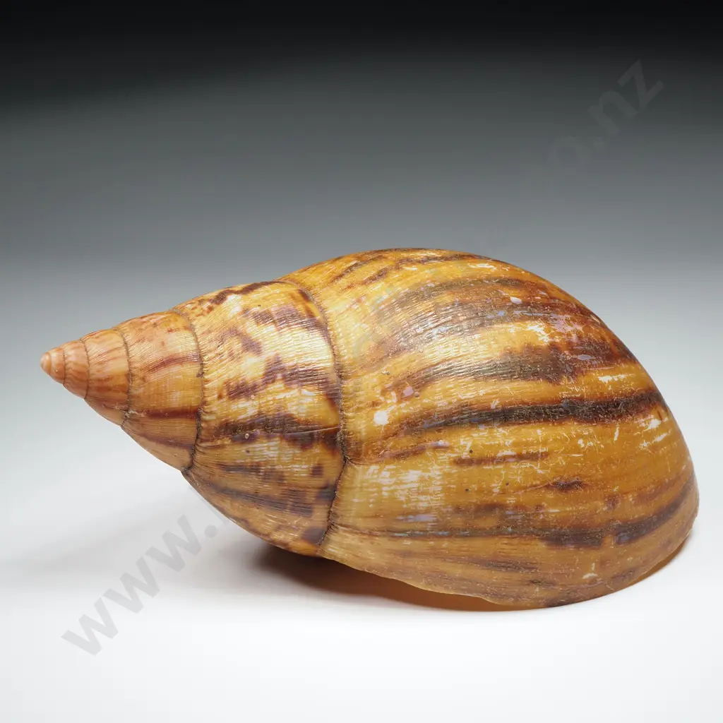 Giant Land Snail Shell - 150mm Image 1++