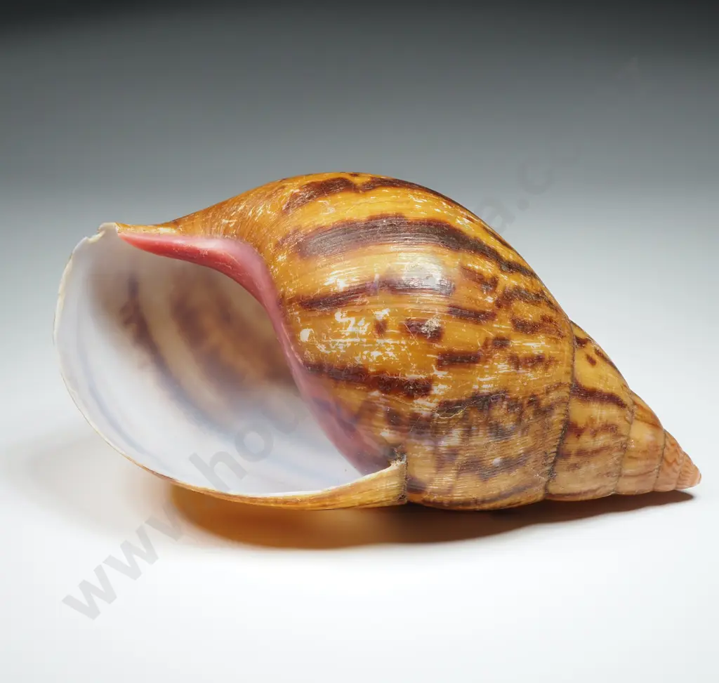 Giant Land Snail Shell - 150mm Image 1++
