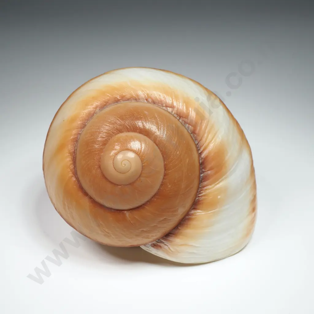 Brown & Cream Large Land Snail Shell - 80mm Image 1++