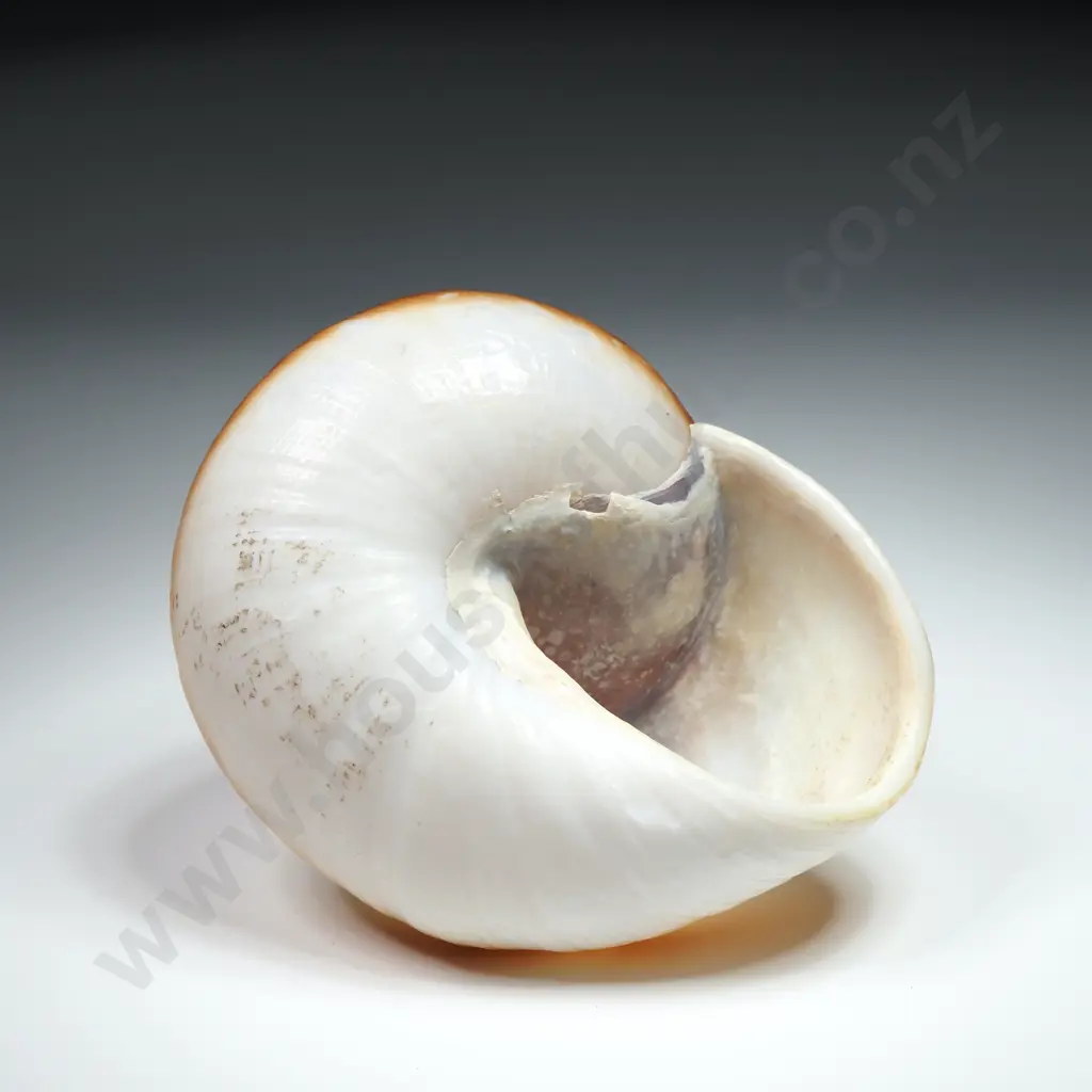 Brown & Cream Large Land Snail Shell - 80mm Image 1++