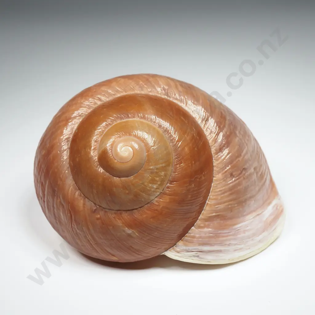 Large Land Snail Shell - 90mm Image 1++