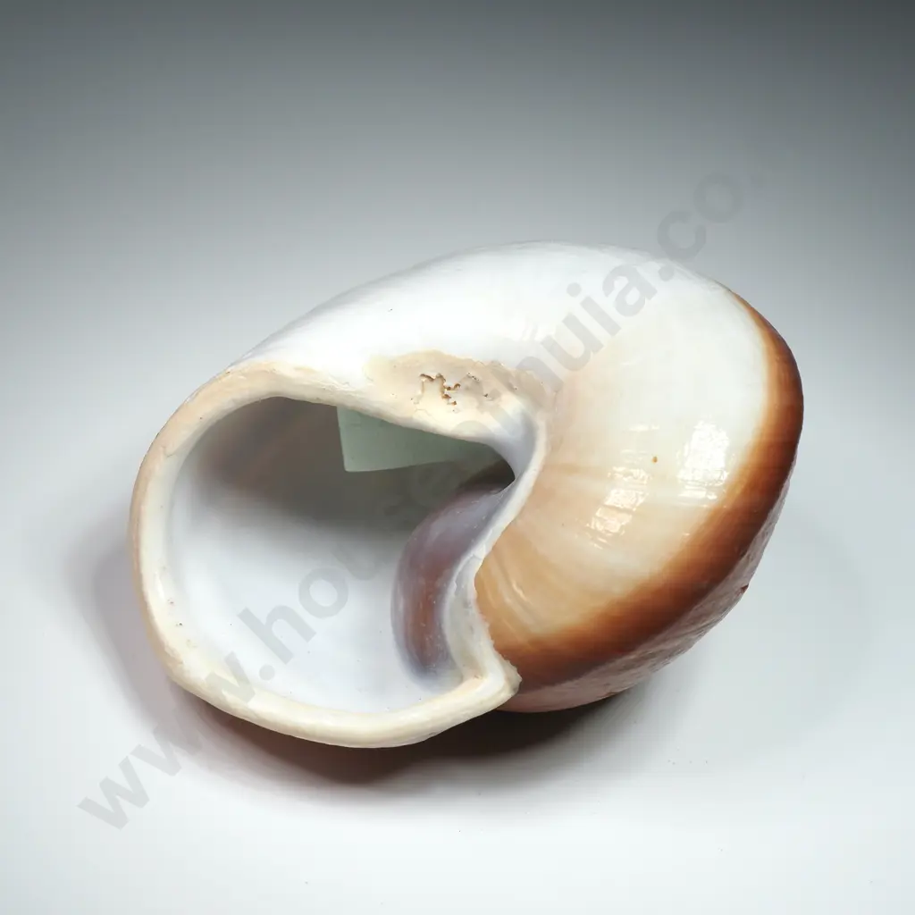Large Land Snail Shell - 90mm Image 1++