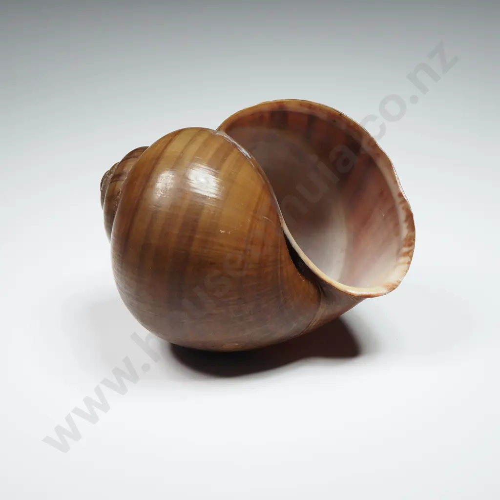 Land Snail Shell - 65mm Image 1++