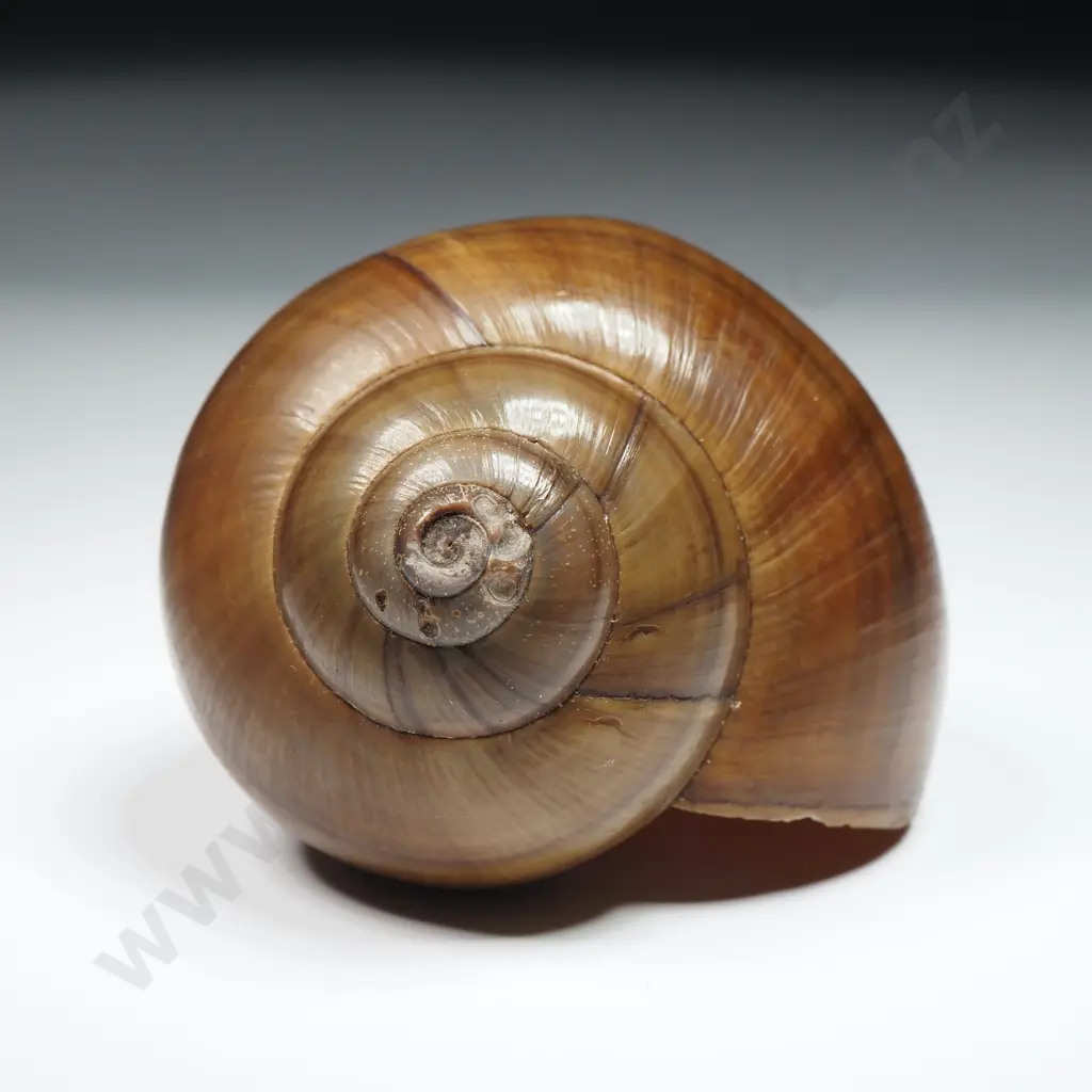 Land Snail Shell - 65mm Image 1++