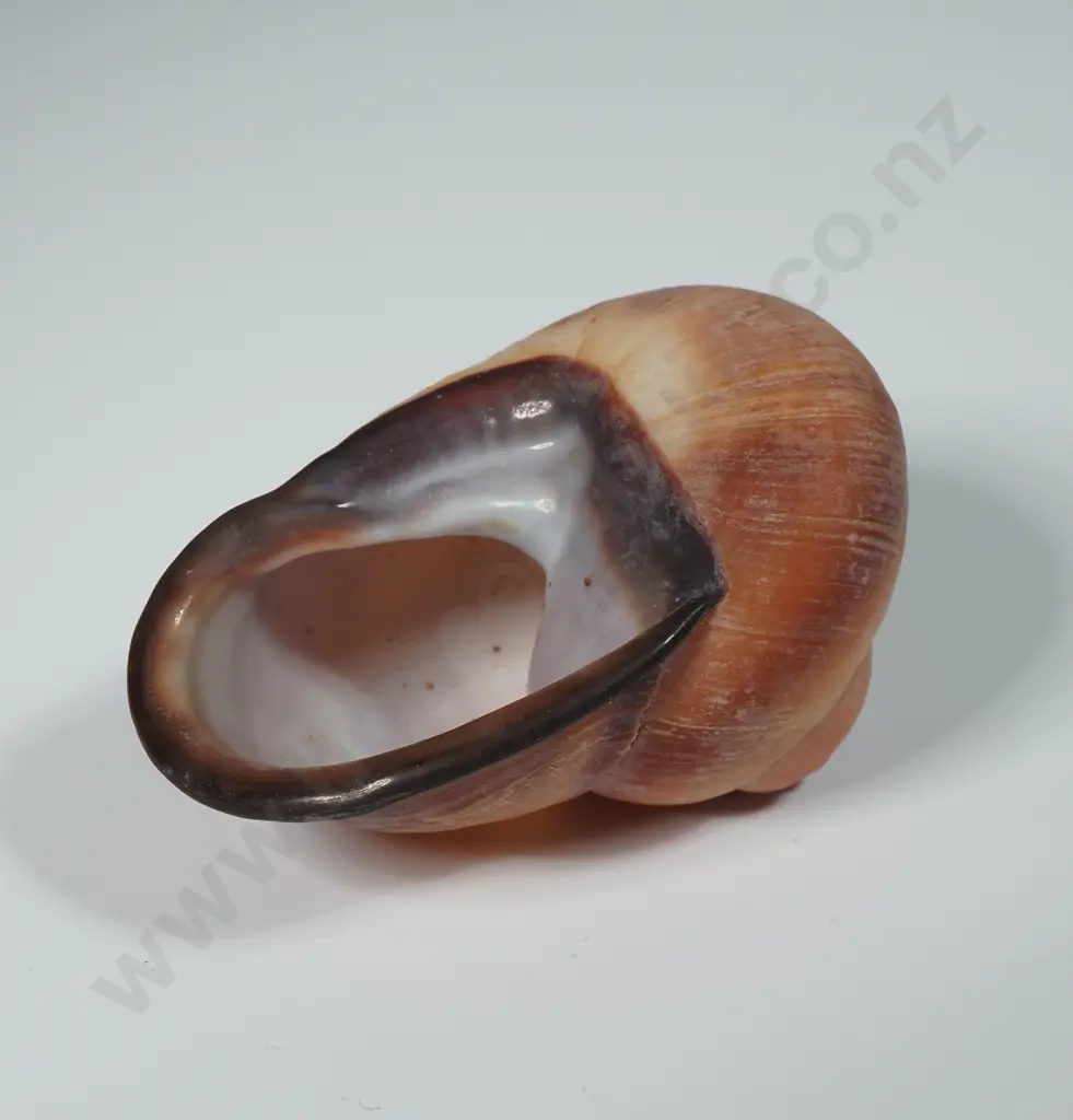 Acavidae Snail Shell - 60mm Image 1++