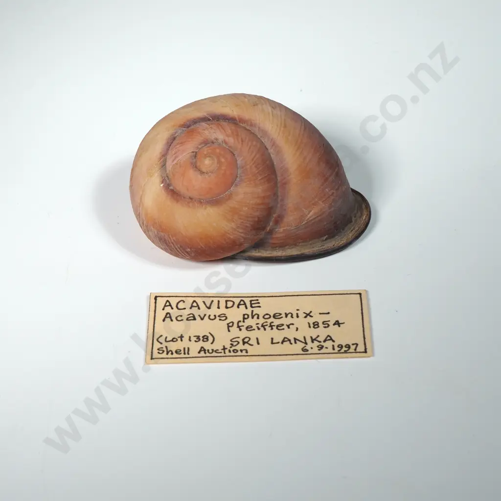 Acavidae Snail Shell - 60mm Image 1++