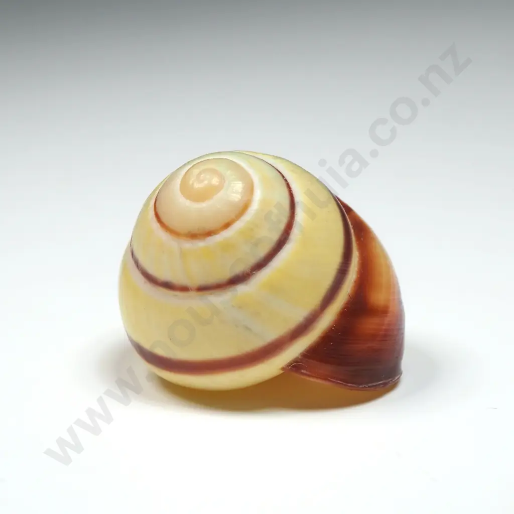 Cuban Painted Snail Shell - 20mm Image 1++