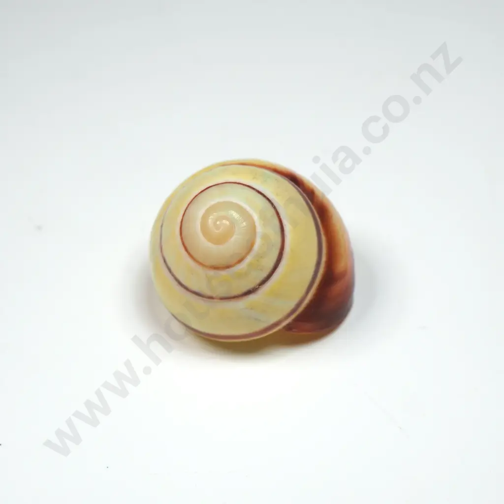Cuban Painted Snail Shell - 20mm Image 1++