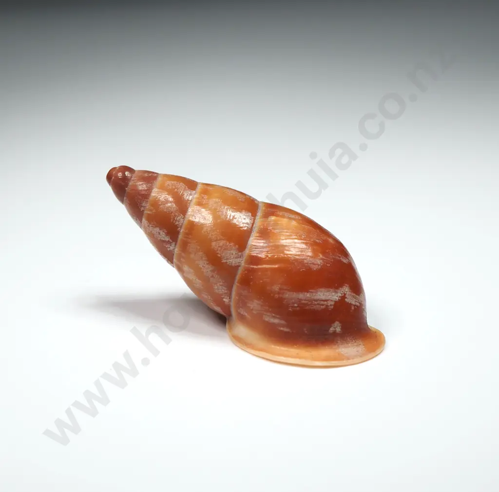 Elongated Land Snail Shell - 40mm Image 1++
