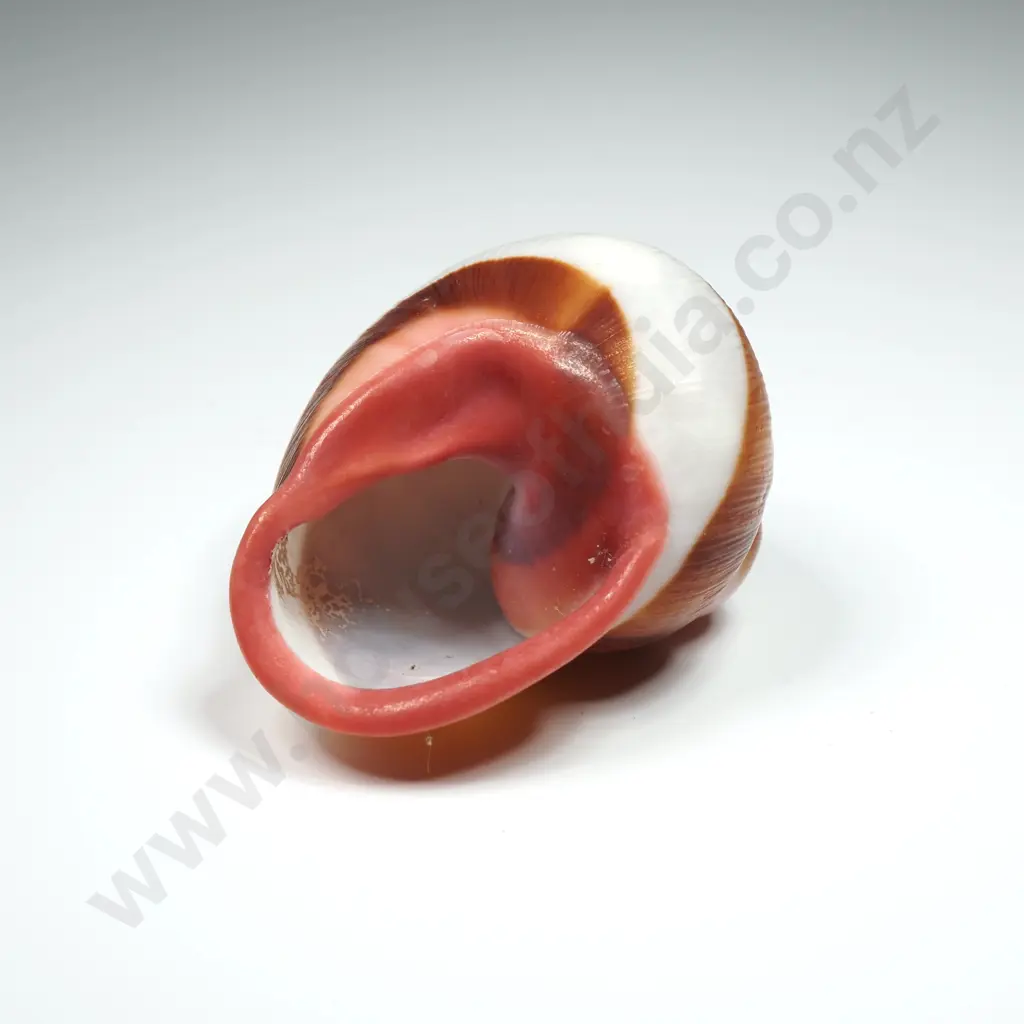 Land Snail Shell - 40mm Image 1++