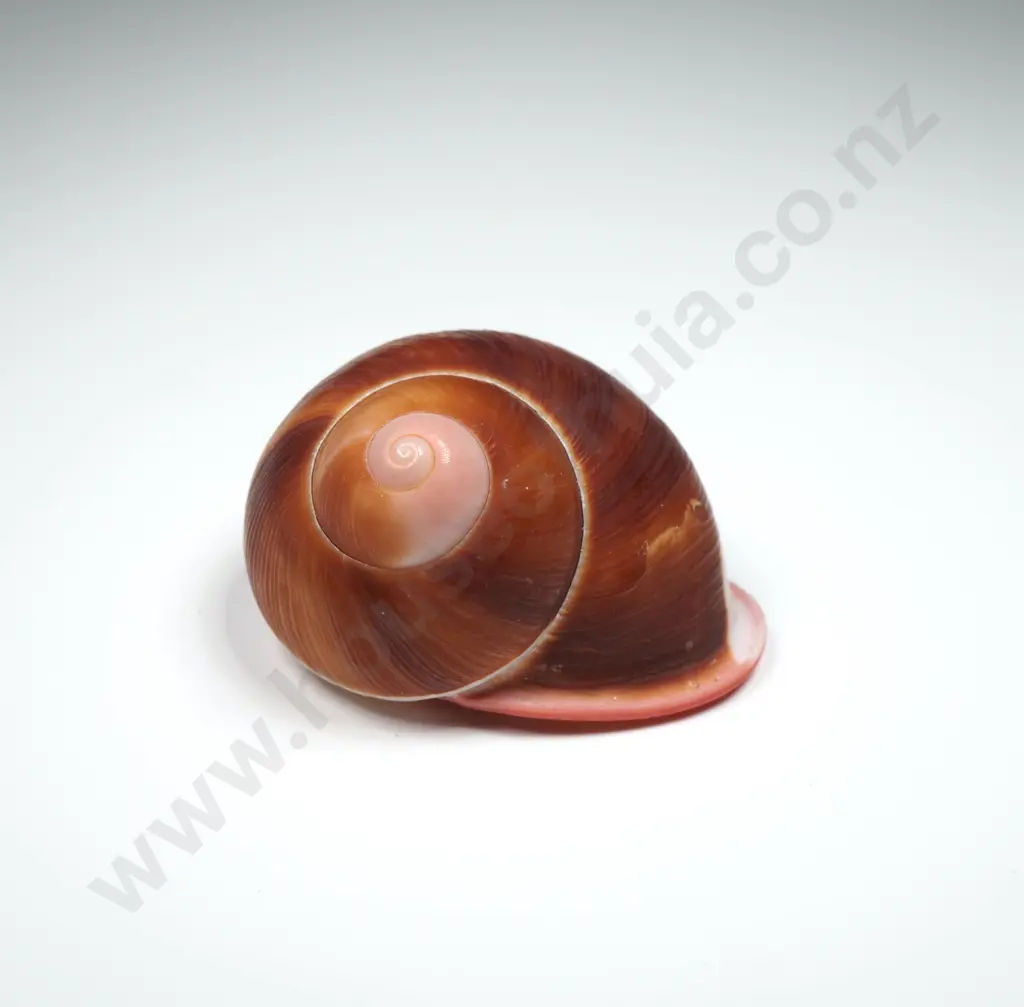 Land Snail Shell - 40mm Image 1++