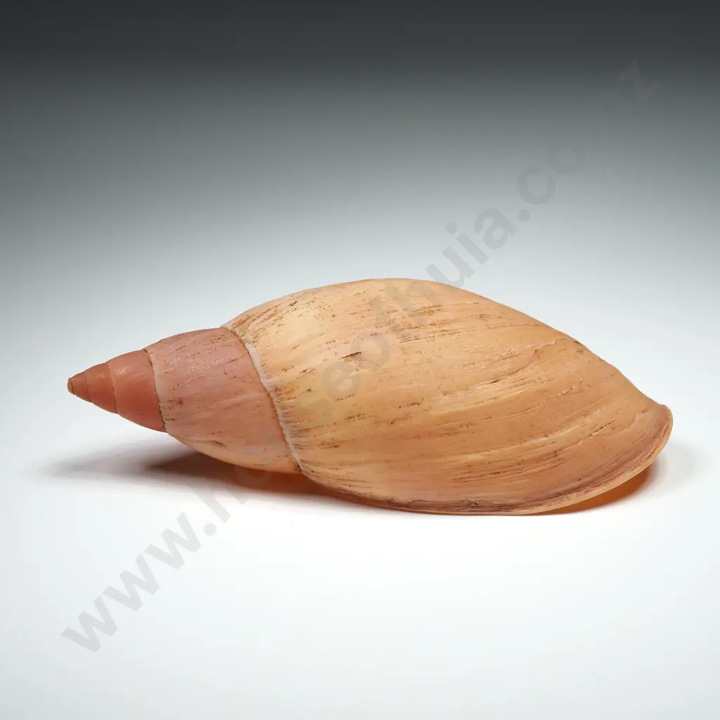 Placostylus Foxi Shell - 80mm Image 1++