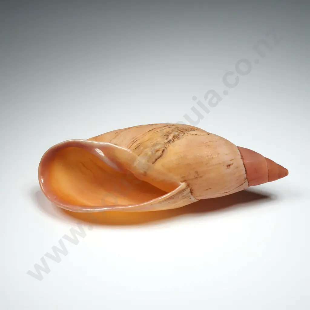 Placostylus Foxi Shell - 80mm Image 1++