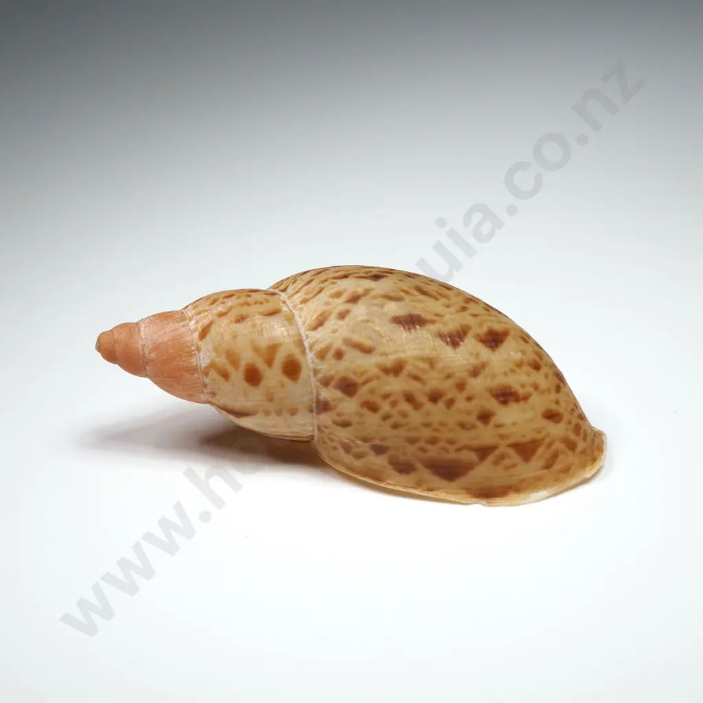 Placostylus Shell - 58mm Image 1++