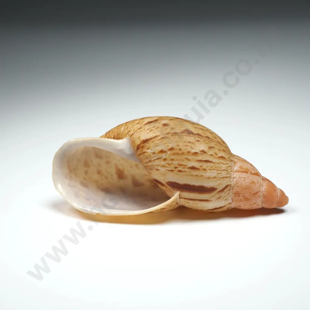 Placostylus Shell - 58mm Image 1++