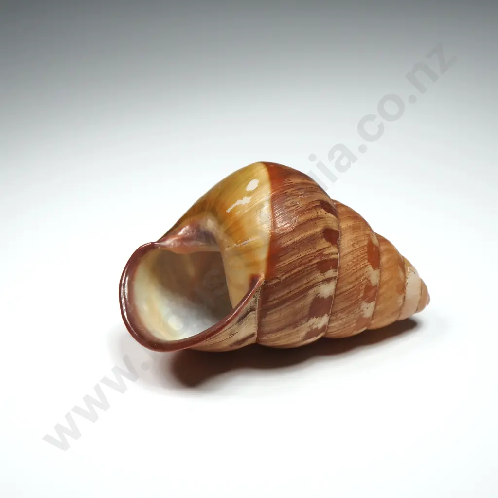 Land Snail Shell - 60mm Image 1++