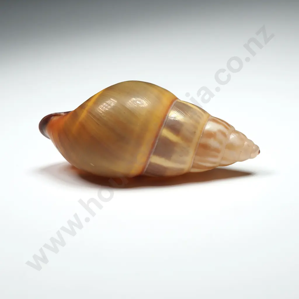 Land Snail Shell - 35mm Image 1++