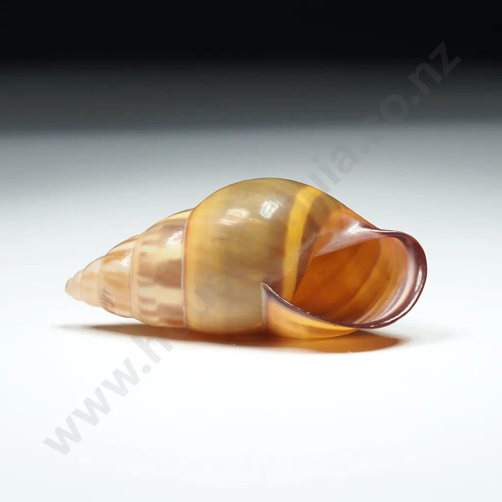 Land Snail Shell - 35mm Image 1++