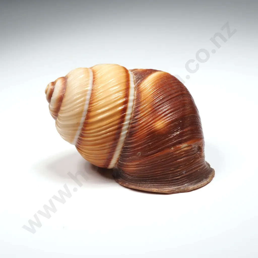 Land Snail Shell - 50mm Image 1++