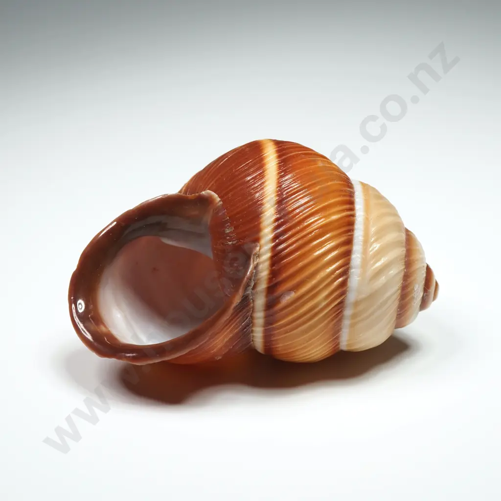 Land Snail Shell - 50mm Image 1++