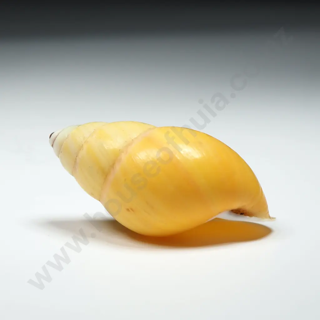 Yellow Land Snail Shell - 38mm Image 1++