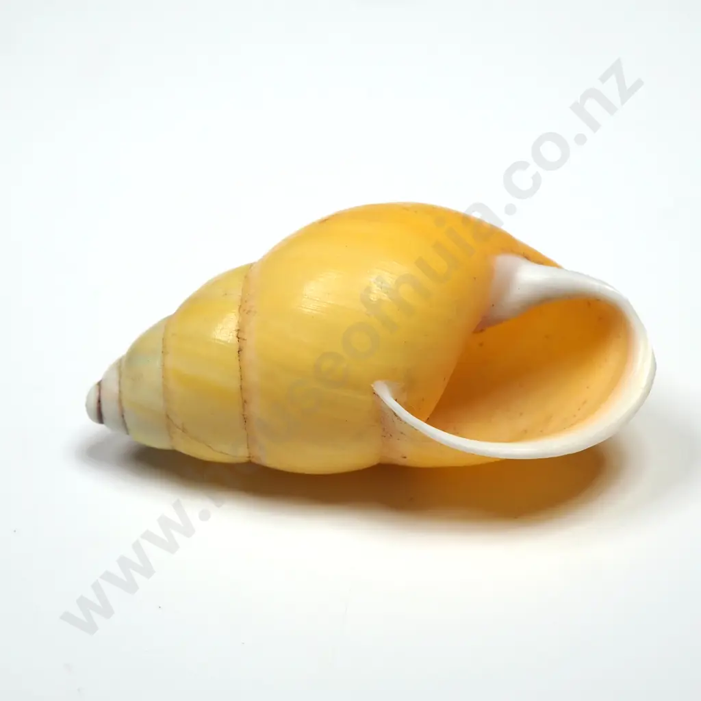 Yellow Land Snail Shell - 38mm Image 1++