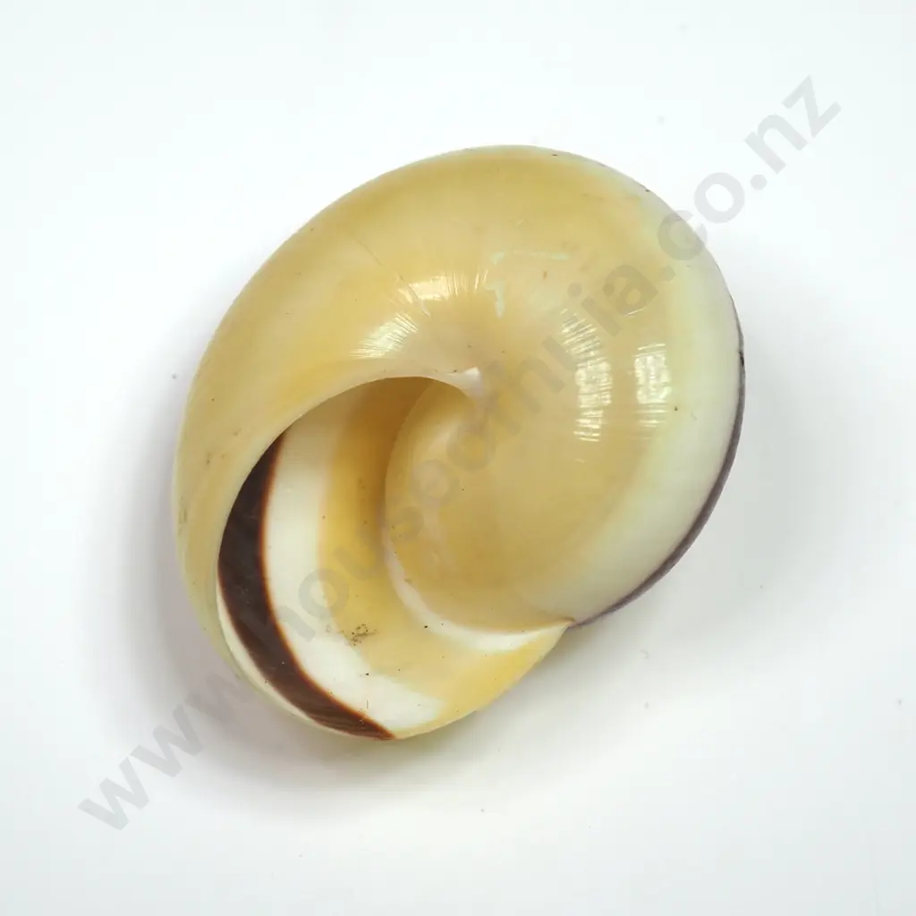 Cuban Tree Snail Shell - 40mm Image 1++