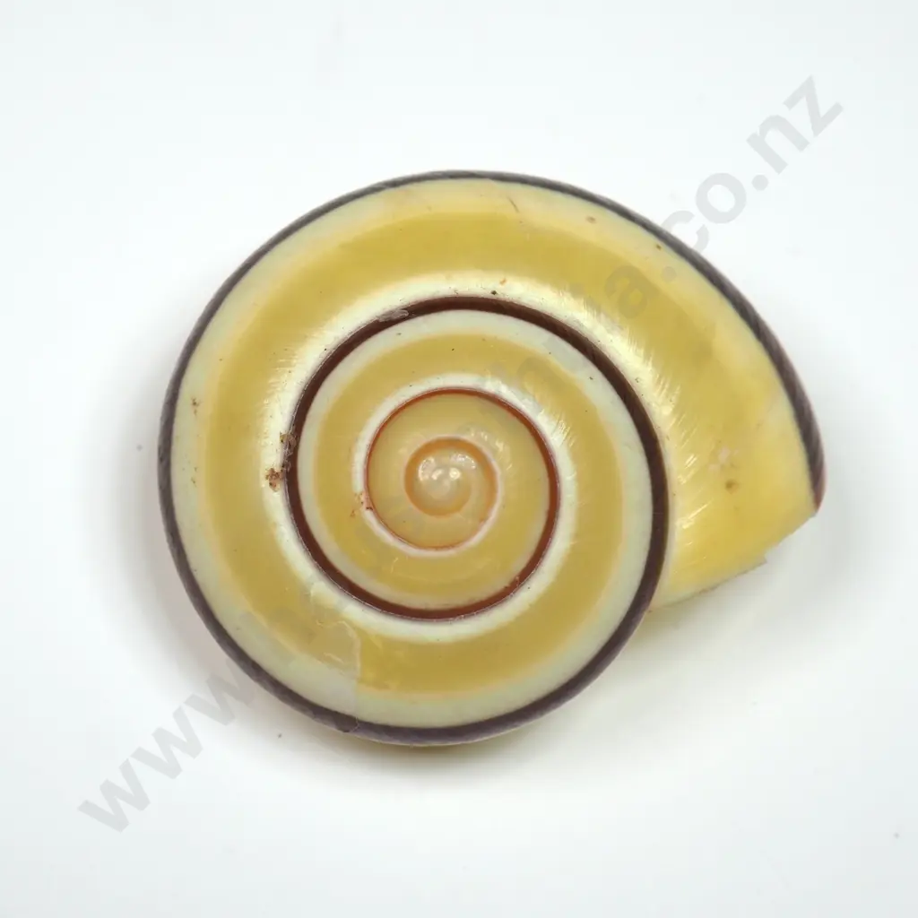 Cuban Tree Snail Shell - 40mm Image 1++