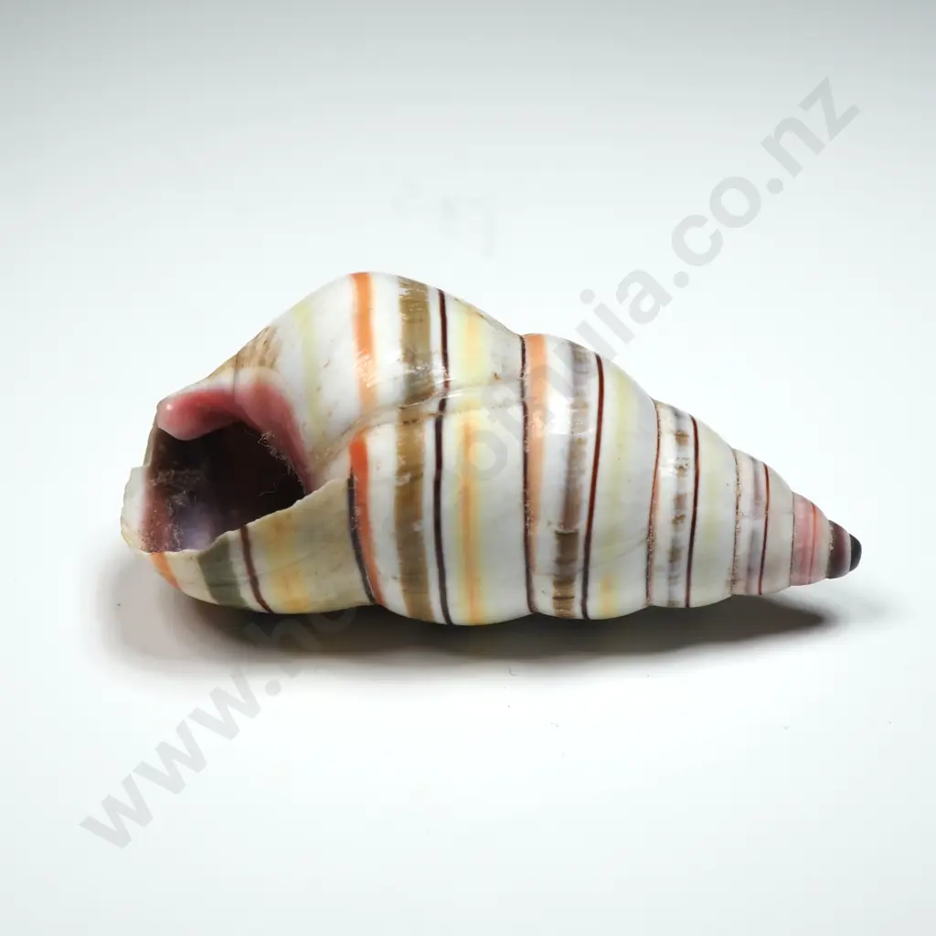 Candy Cane Tree Snail Shell - 50mm Image 1++