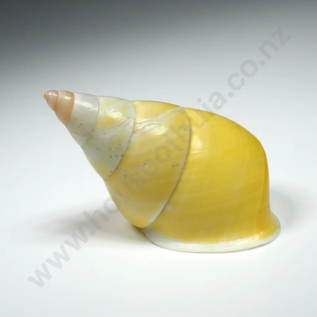 Yellow Cone Shell - 50mm Image 1++