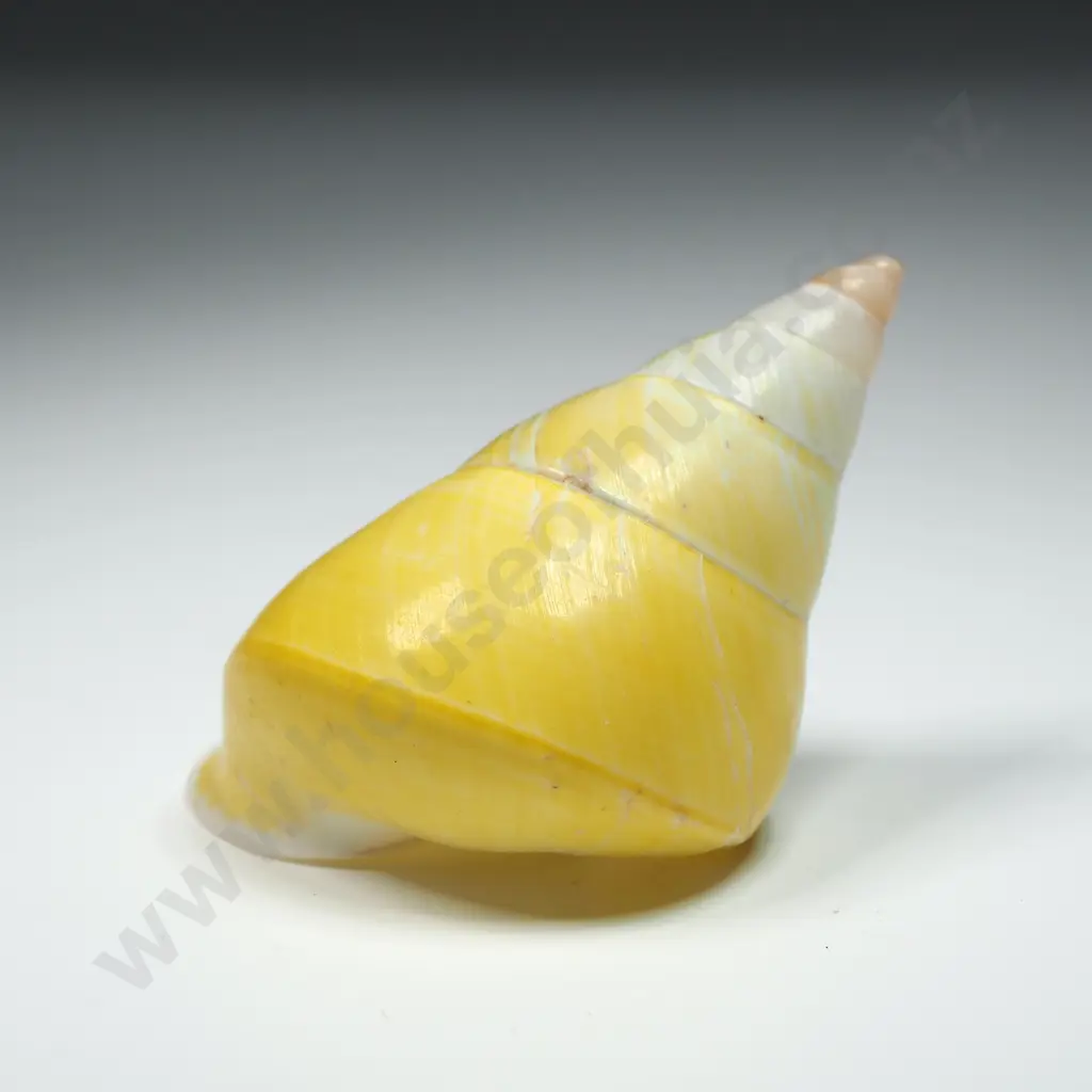 Yellow Cone Shell - 50mm Image 1++