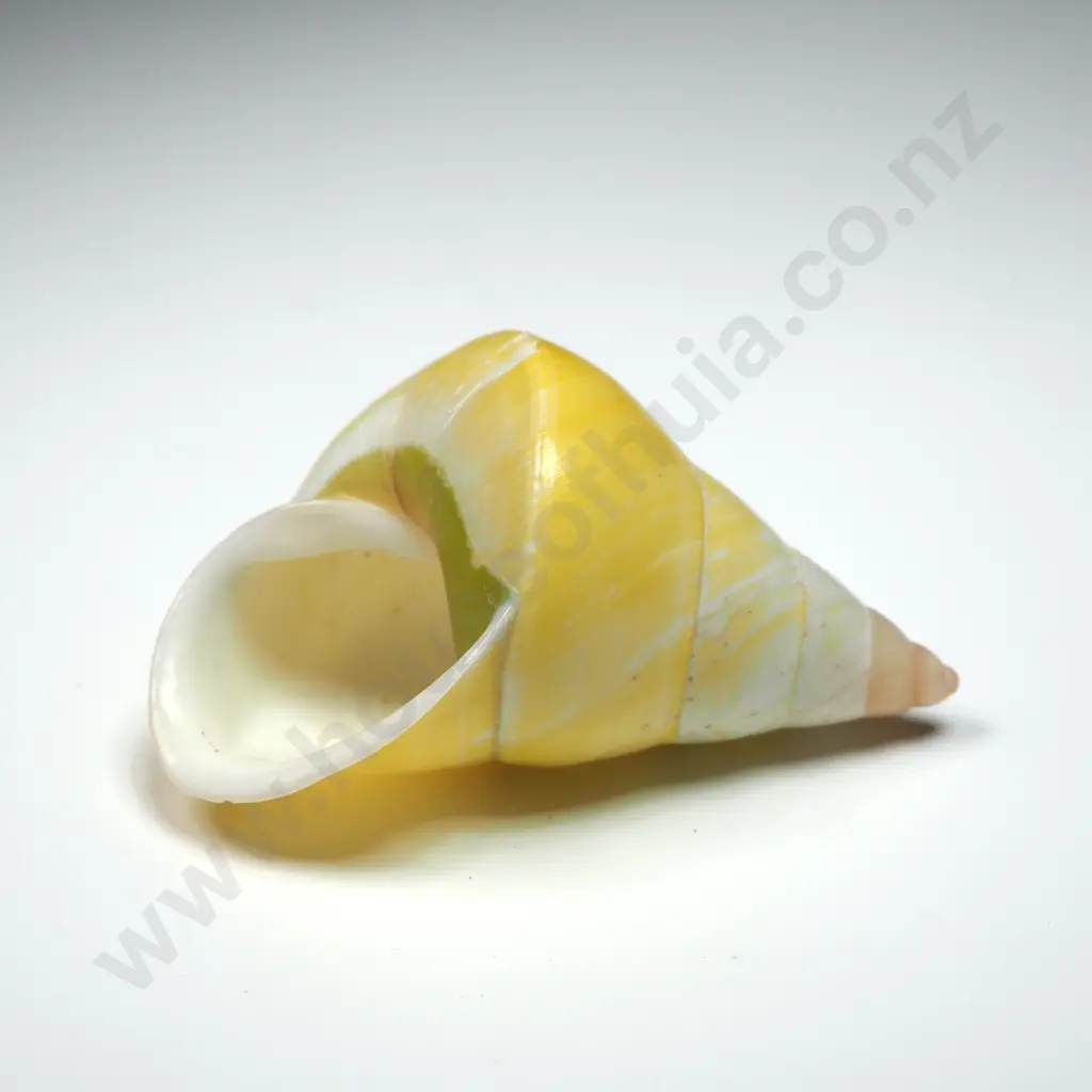 Yellow Cone Shell - 50mm Image 1++
