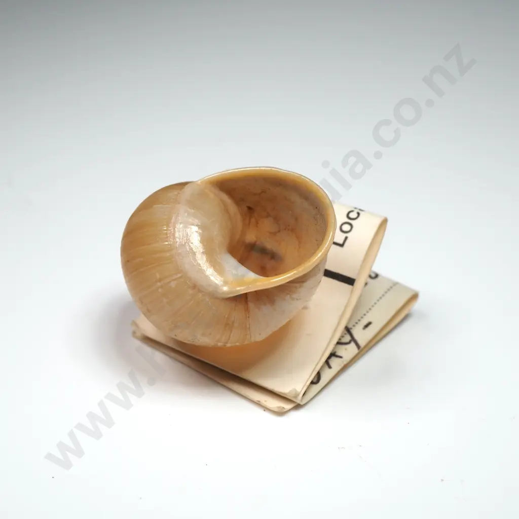 Land Snail - 30mm Image 1++