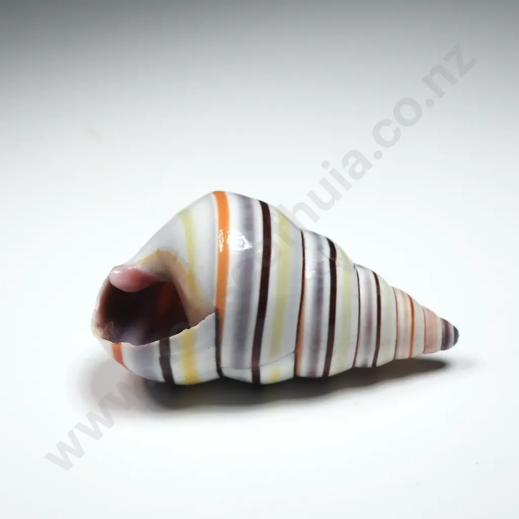 Candy Cane Snail Shell - 40mm Image 1++